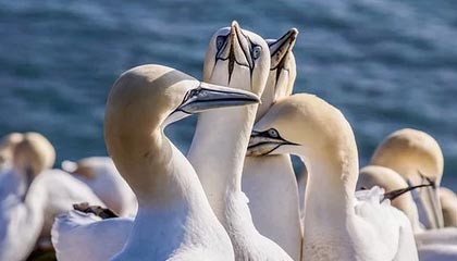 星空-辛普森18+6赵继伟8分6助 宁波队史首胜辽宁