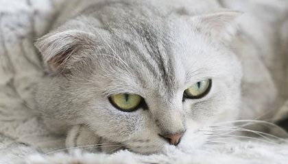 星空-辛普森18+6赵继伟8分6助 宁波队史首胜辽宁